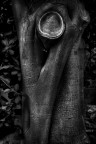 Sculptio Naturae Sculptio Naturae