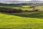 Green Green