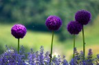 strani fiori strani fiori