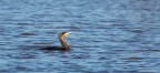 Cormorano Cormorano