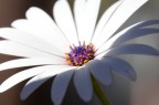 Fiore Fiore
