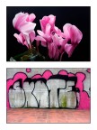 assonanze 11 assonanze 11