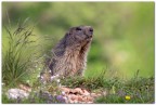 Marmotta Marmotta