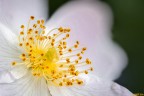 Particolare Rosa Canina Particolare Rosa Canina