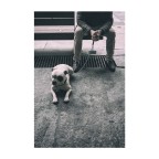 Io Cane Io Cane