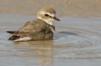 Fratino (Charadrius alexandrinus) Fratino (Charadrius alexandrinus)
