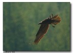 Falco di Palude a caccia Falco di Palude a caccia