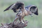Aquile del Bonelli Aquile del Bonelli
