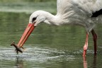 Cicogna con gamberetto