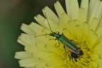 Oedemera virescens