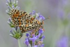 Spirotromba Spirotromba