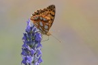 Issoria lathonia Issoria lathonia