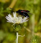 Zygaena [Lepidottero]