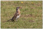 Cesena (Turdus pilaris) Cesena (Turdus pilaris)
