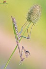 Empusa killer... Empusa killer...