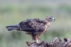 Aquila del Bonelli Aquila del Bonelli