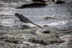 Pesca sul fiume Pesca sul fiume