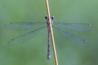 Damigella II Damigella II