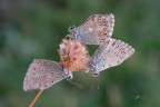 Polyommatus-dorylas_tripletta_DSC08436 Polyommatus-dorylas_tripletta_DSC08436