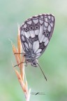 Melanargia-russiae_DSC08453 Melanargia-russiae_DSC08453
