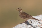 Allodola_DSC08584 Allodola_DSC08584
