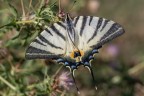 Podalirio_Macro_Ago2023_3 Podalirio_Macro_Ago2023_3