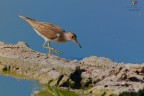 Piro piro piccolo... Piro piro piccolo...