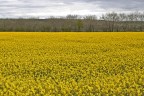 campo giallo campo giallo