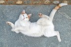 quadro felino... quadro felino...