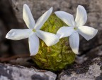 Noce in fiore Noce in fiore