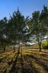 proiezioni nel bosco proiezioni nel bosco