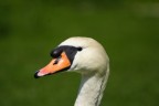 Cigno Cigno