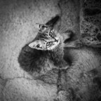 Gatto Gatto