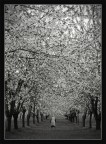 lungo il viale - b/n lungo il viale - b/n