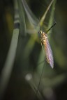 Nephrotoma flavescens Nephrotoma flavescens