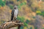 aquila marziale aquila marziale