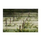 Dalla strada - Filari Mascherati