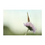 Il silenzio che si posa sul silenzio