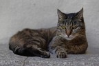il gatto del vicino