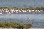 Fenicotteri rosa Fenicotteri rosa
