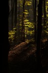 Luci tra i faggi Luci tra i faggi