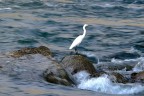 Sentinella Sentinella