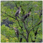 L'albero dei cormorani