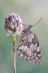 Melanargia-russiae_DSC08457