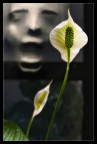 spathiphyllum scream spathiphyllum scream