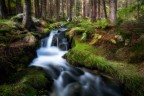 The wonders of the woodland The wonders of the woodland