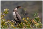 Cormorano Cormorano