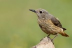 Codirossone (Monticola saxatilis) Codirossone (Monticola saxatilis)