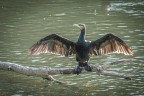 Cormorano