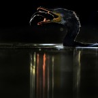 Ultime luci ,il Cormorano alle prese con un pesce Gatto, la sorte del povero pesce � segnata...